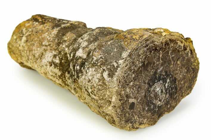 Polished Fossil Stromatolite Colony on Petrified Wood - Utah #351209